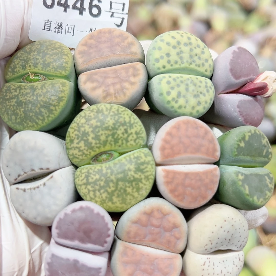 8446 好养易活生石花大母本11个