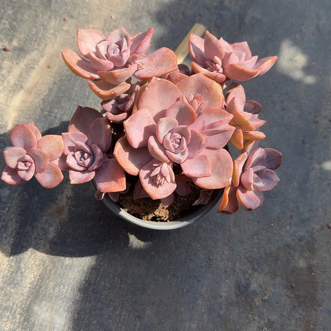 彩虹糖多肉植物精品