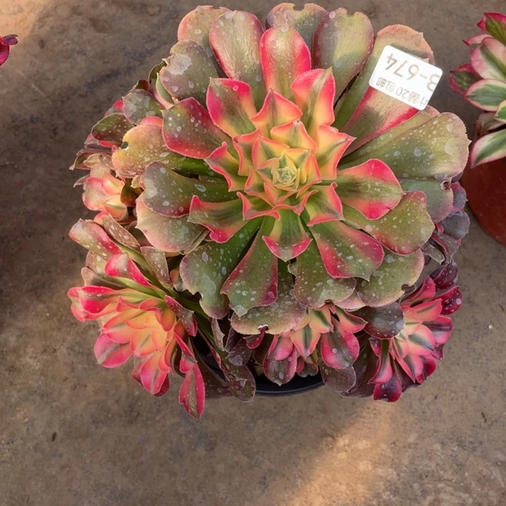 674香妃多肉123456789