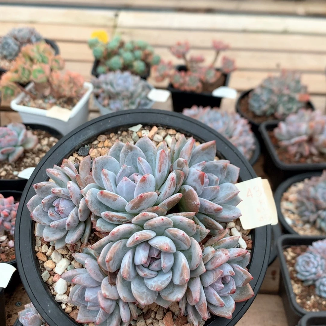 13厘米六头有砍石榴籽 4383