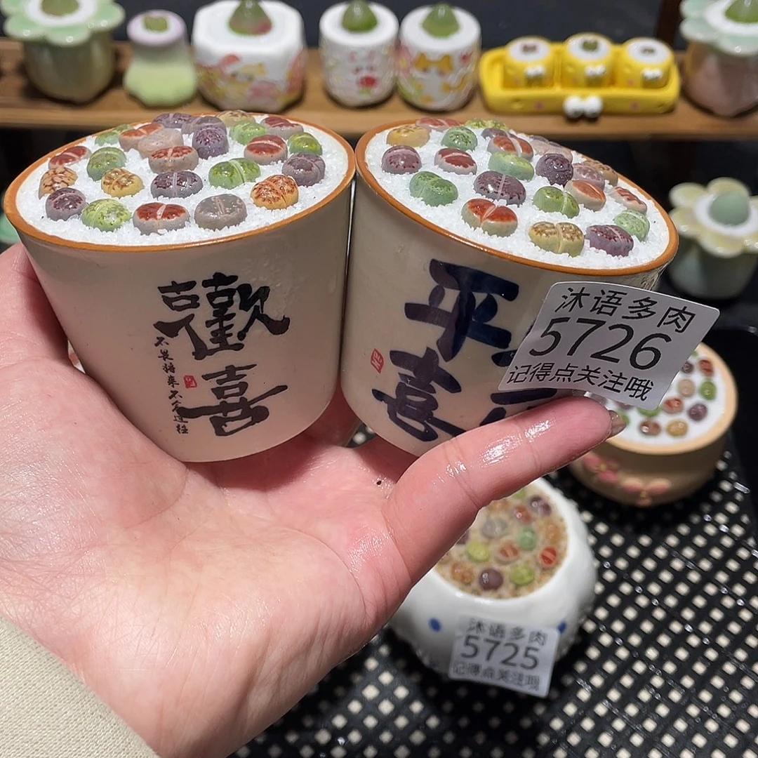 王***燕带盆土植物 一物一拍 5726