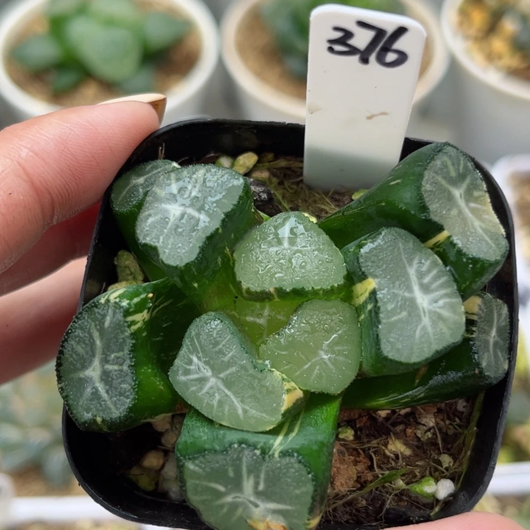 376玉龙万象锦哈哈哈哈哈