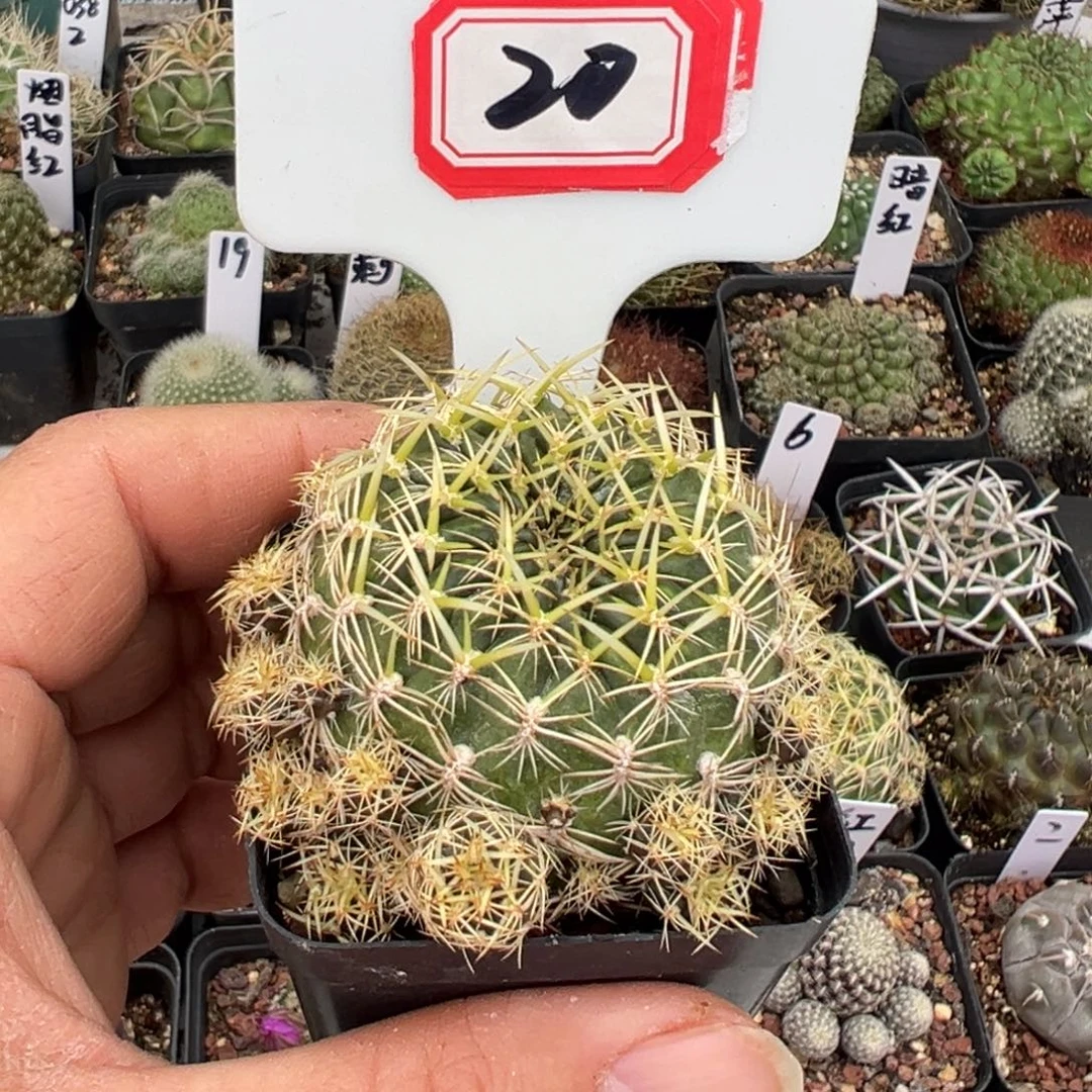 微***语20往事多肉园仙人球开花