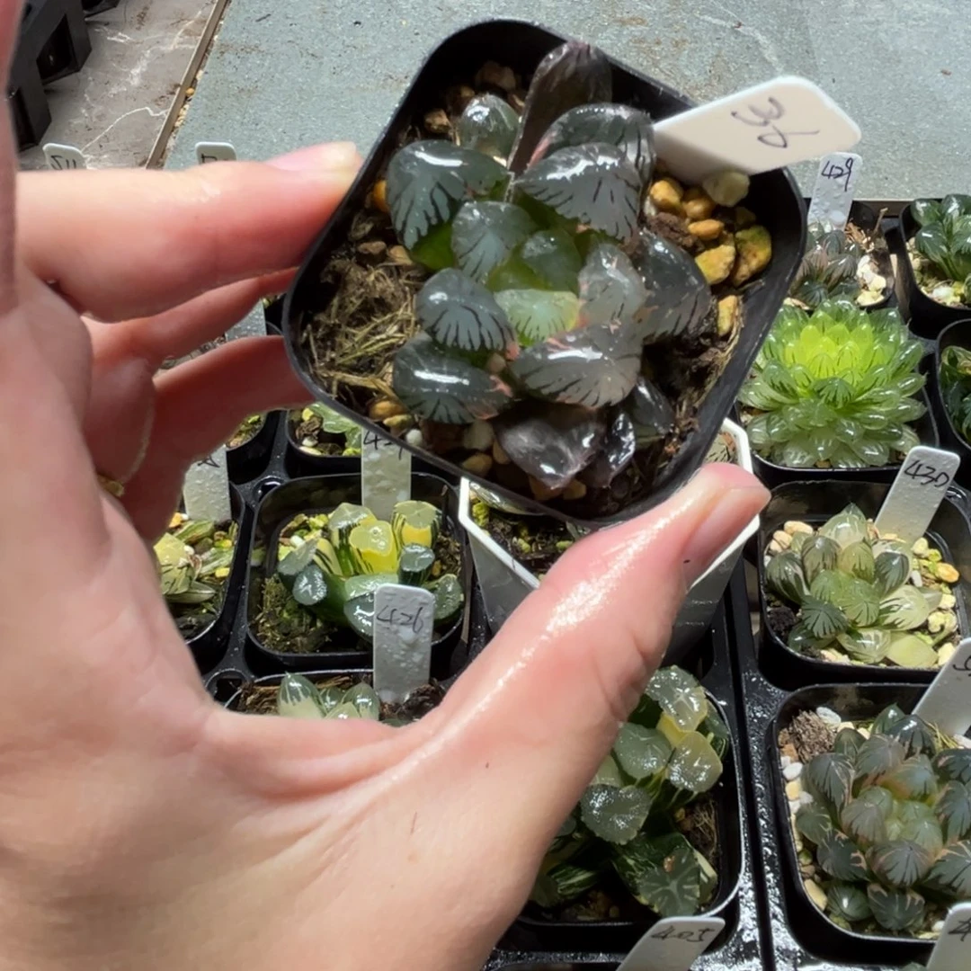 36巨大化龙爪玉露锦一物一拍