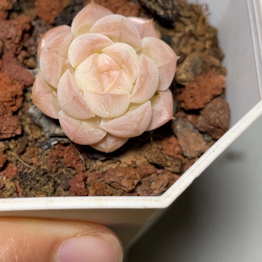 榴***莲冰姬单头宝贝专拍