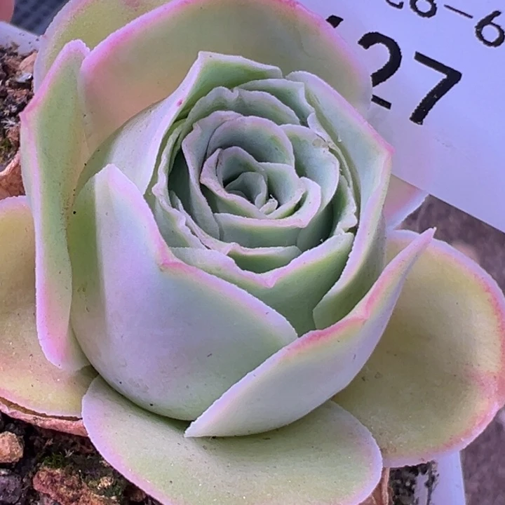 三碗627 不知名福利