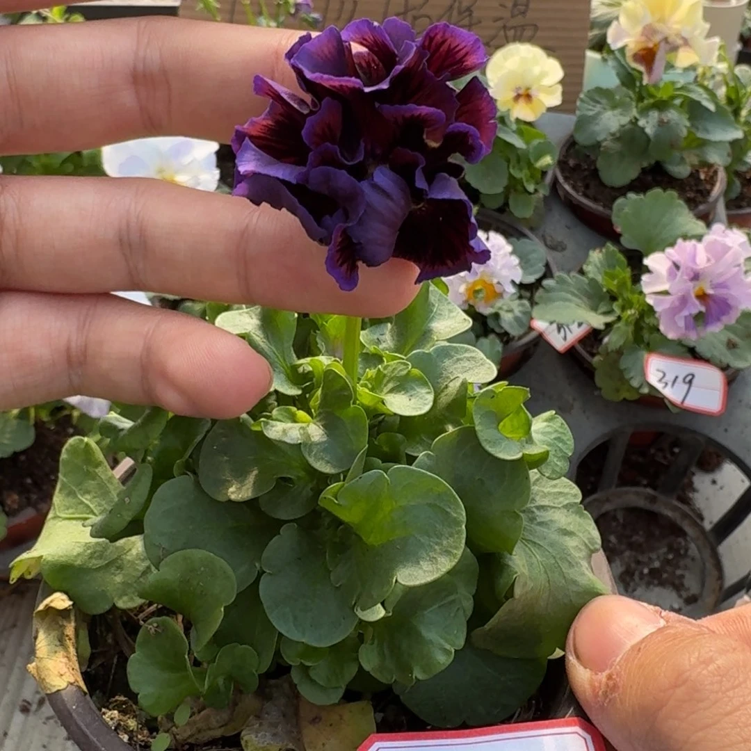 大部分花苞少量开放66