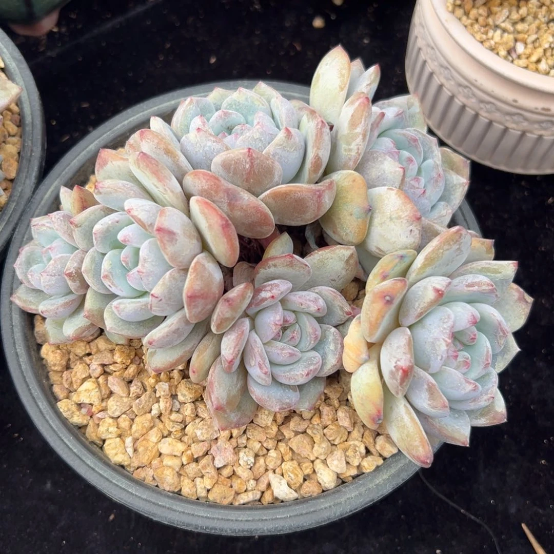 新年快乐 新年快乐