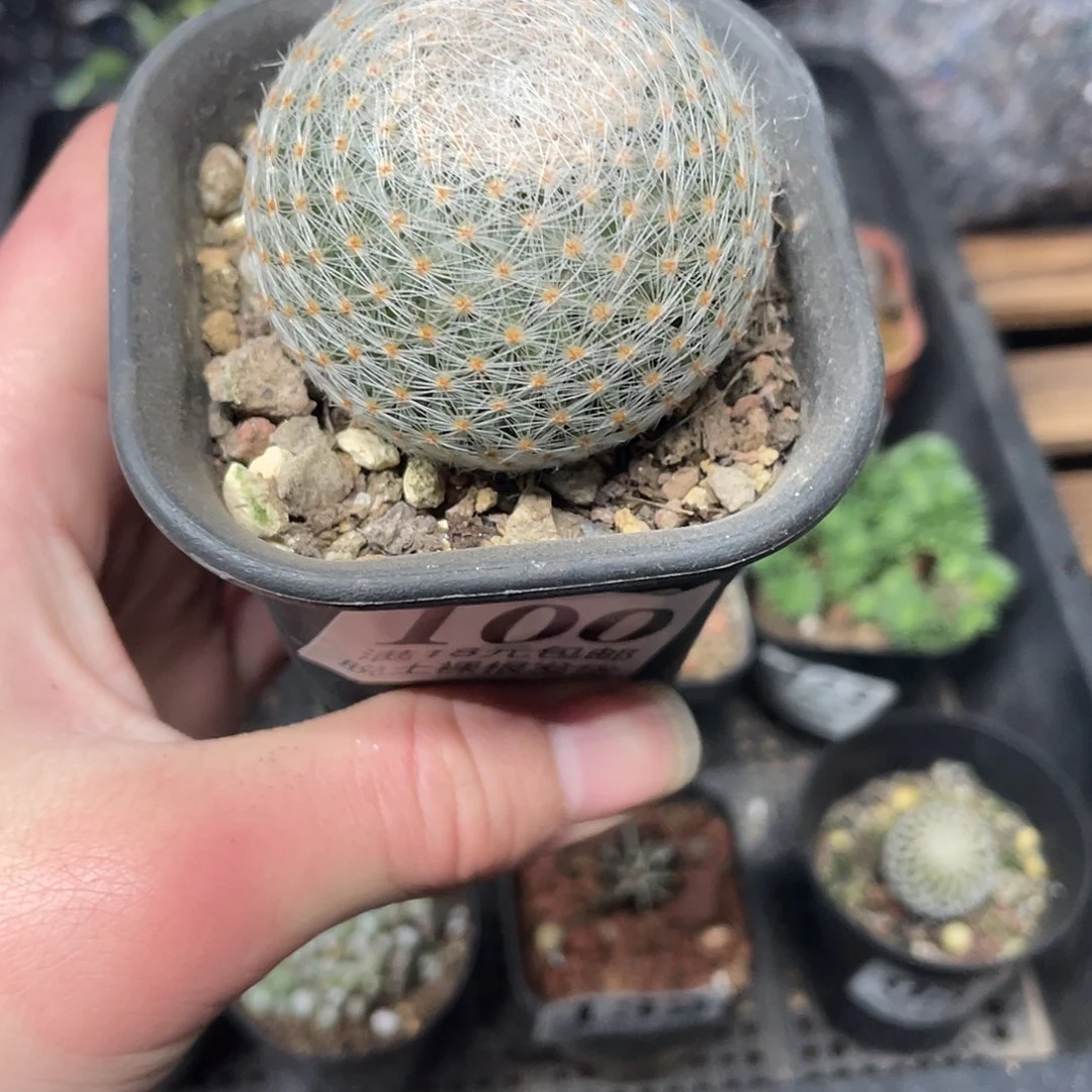 100白绢丸（满18包邮）