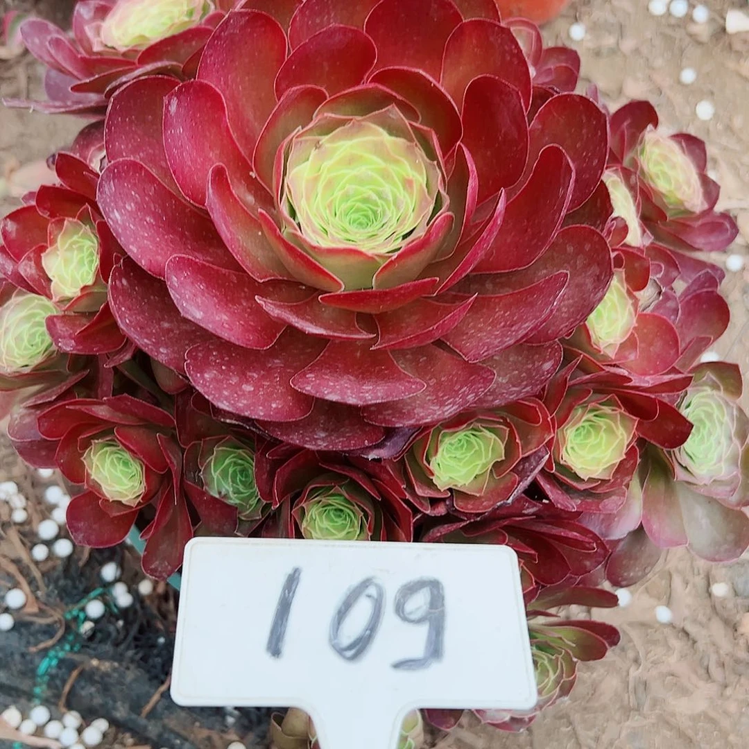 多肉植物梅金法师