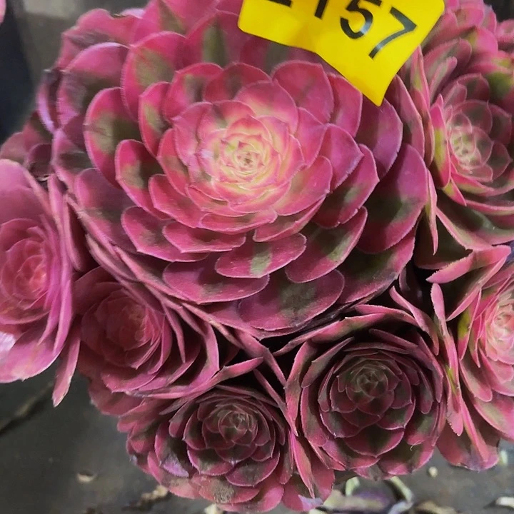 多肉植物福利2157