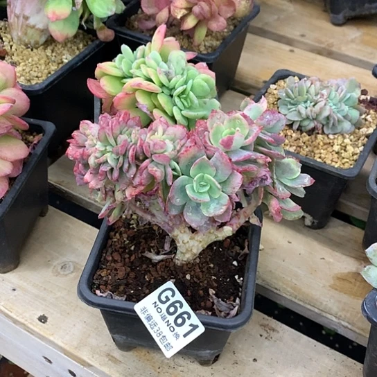 霞光缀化661 全场默认微瑕7-8天发货