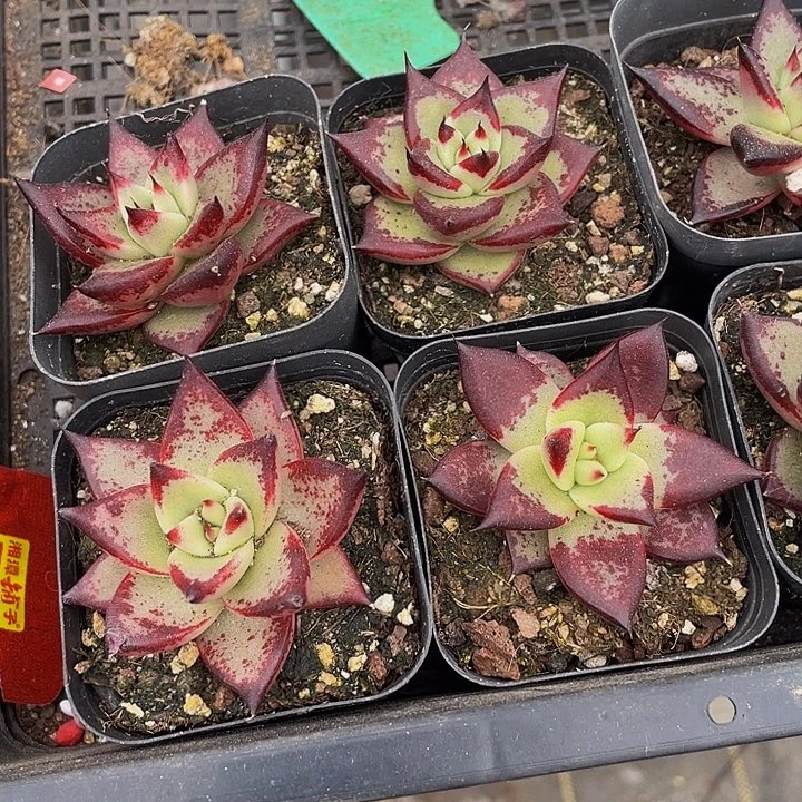 乌木2.8带盆土发货