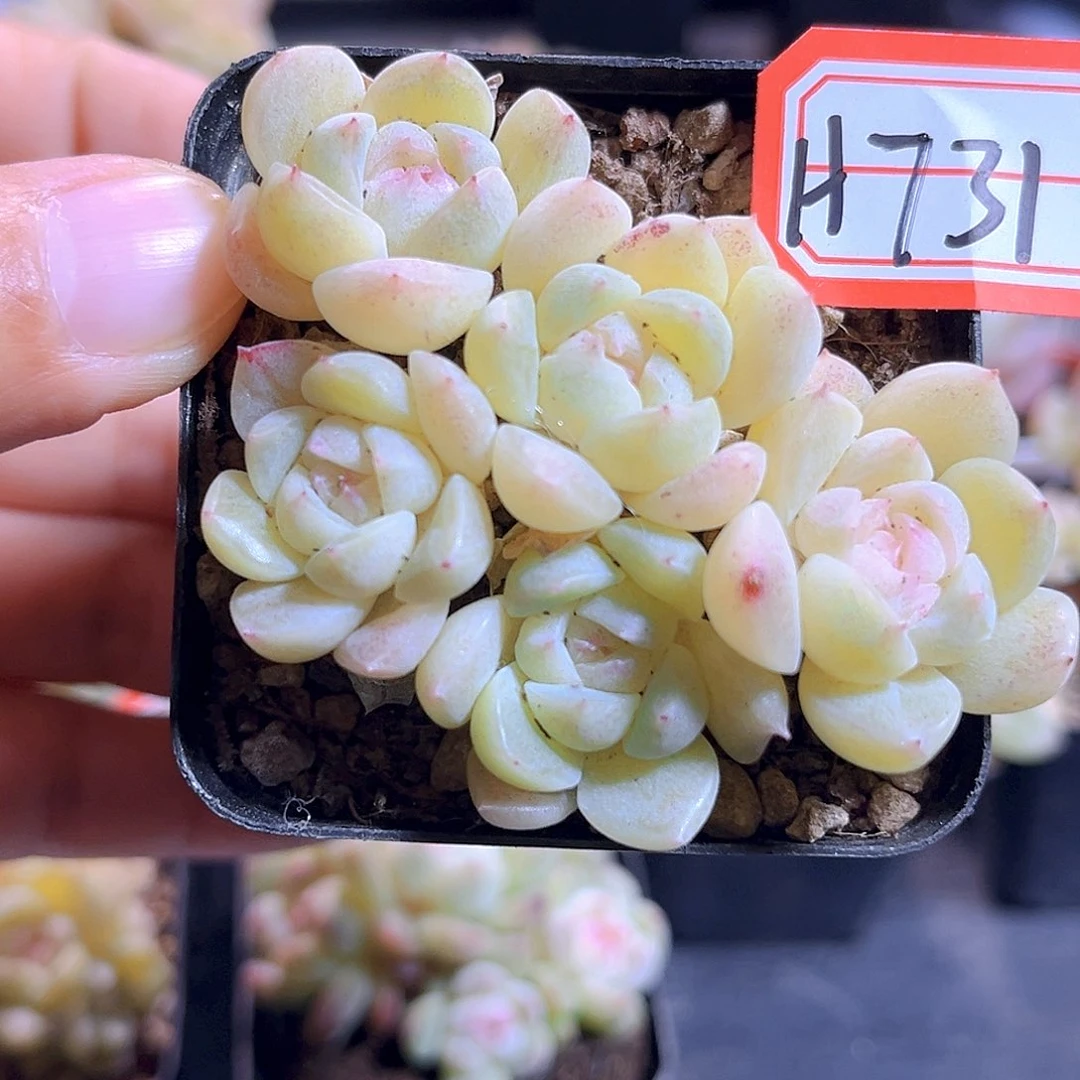H731  扶摇珍妮 满18包邮