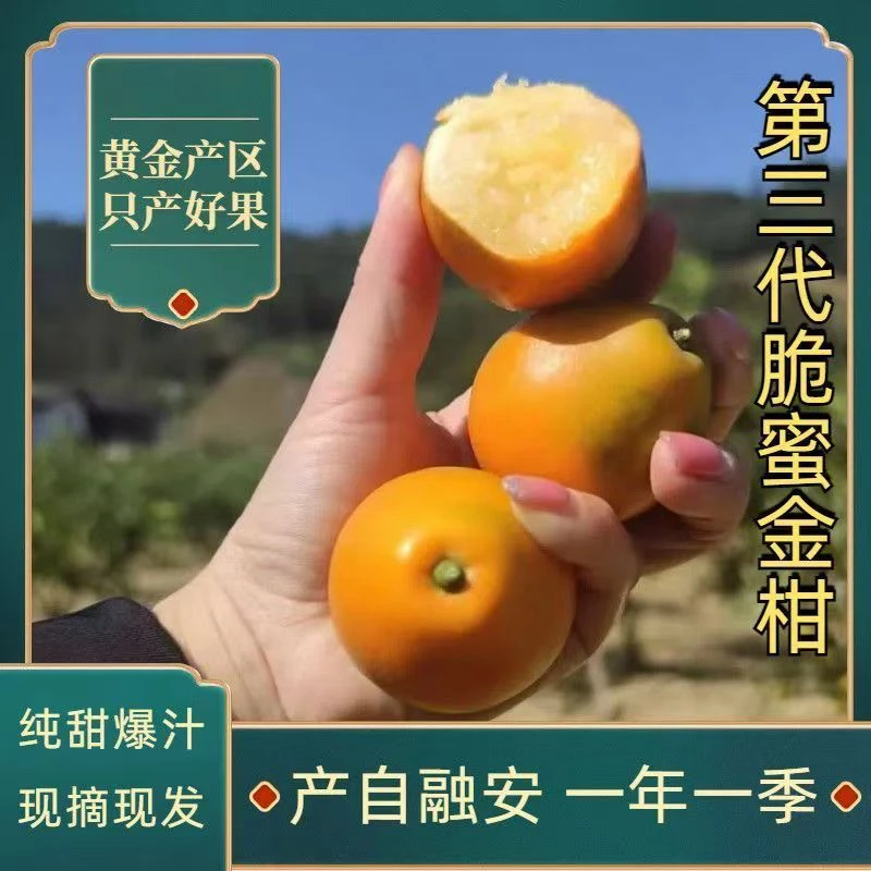 广西融安脆蜜金桔应季新鲜水果现摘顺丰包邮