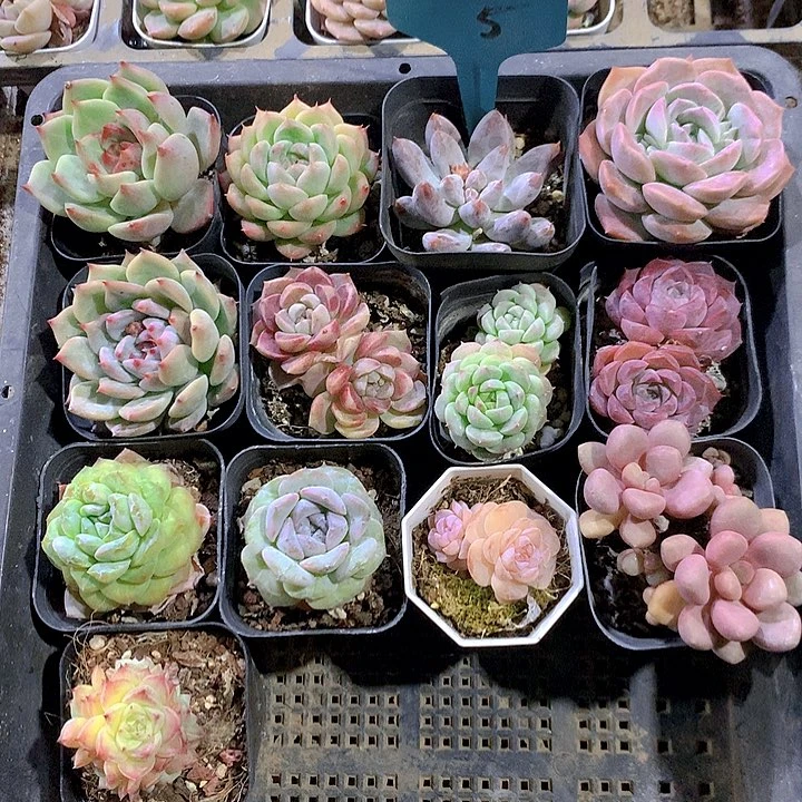 5号多肉植物园艺
