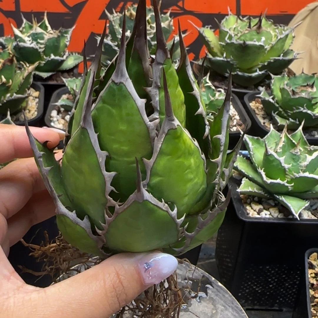 奔***k获利达啦啦啦啦啦啦啦啦啦