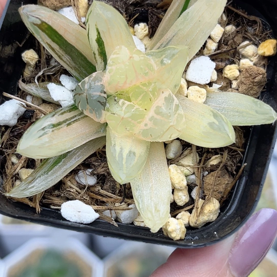 59糊斑趋势红太阳玉露锦福利专场