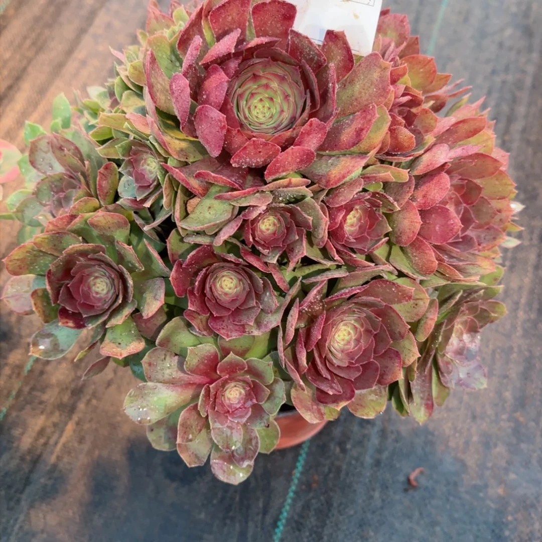 海*万圣节多肉5498多肉