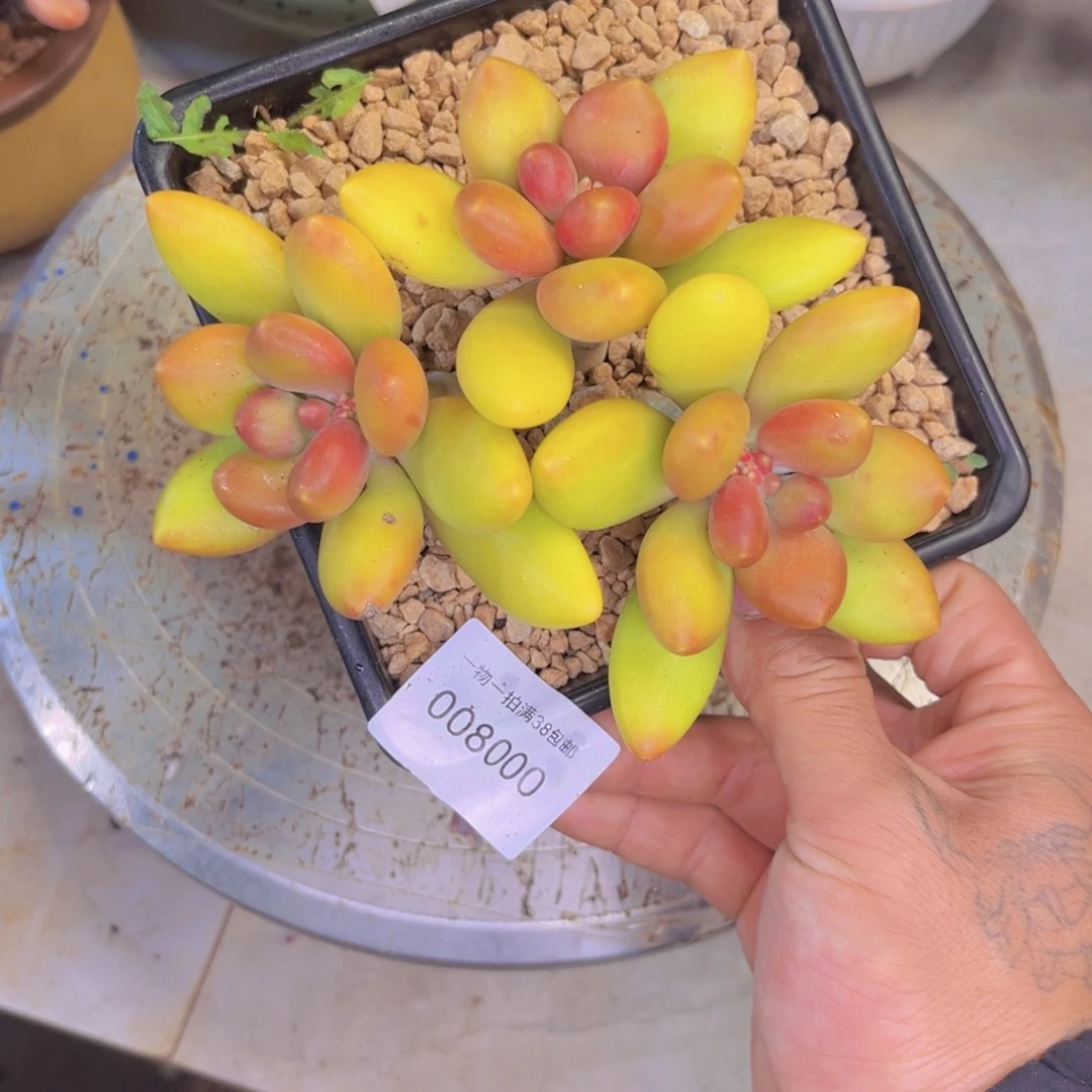 多肉一物一拍8000