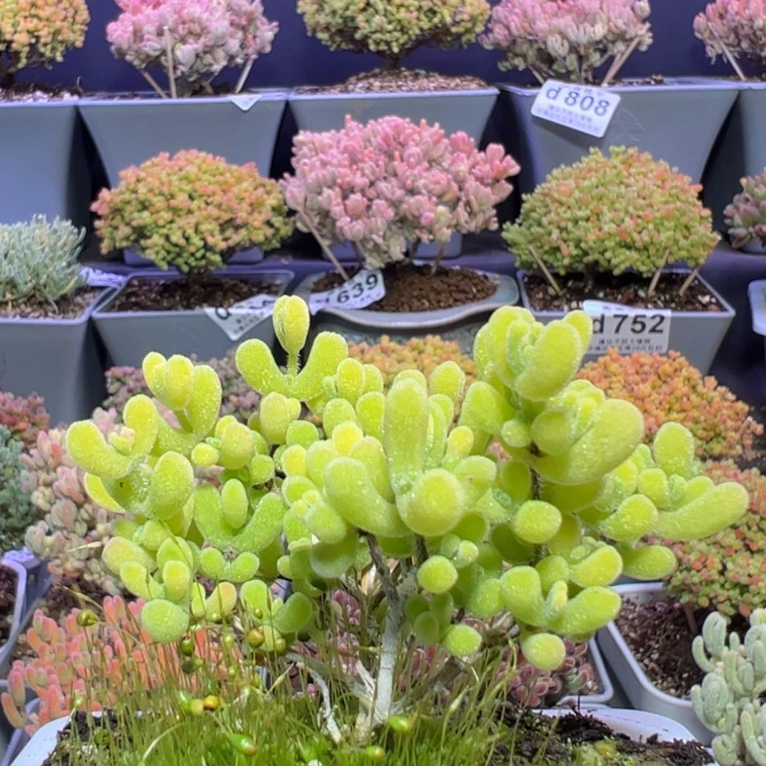 【闪购商品】d834小星星枝干番杏