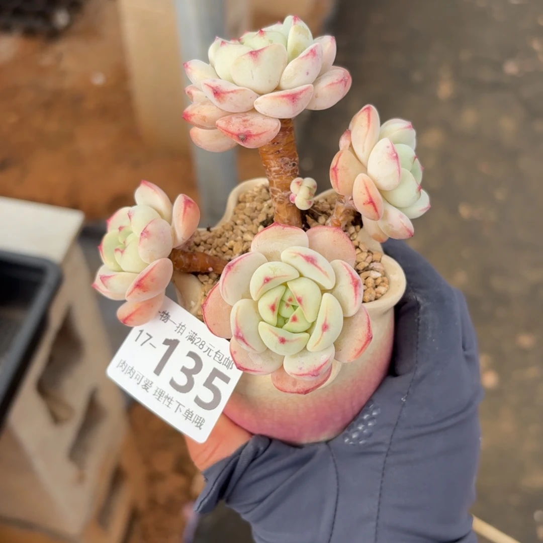 白底香草无盆土发货无