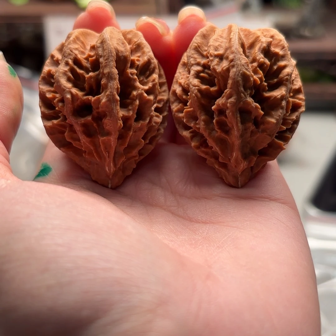 把件文玩核桃小蛙100