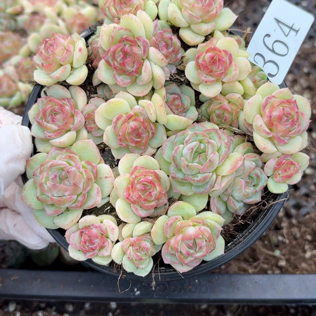 多肉植物多肉植物364