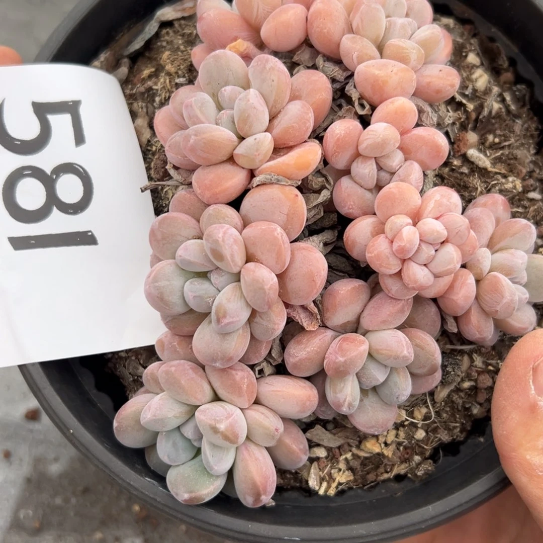 581、感谢很喜欢吃好吃好吃剧