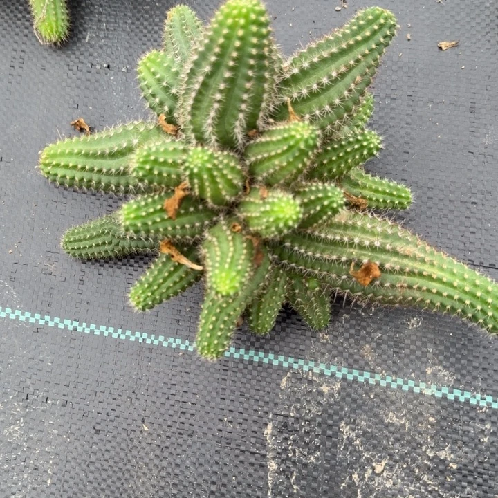 白檀仙人掌群生一群111