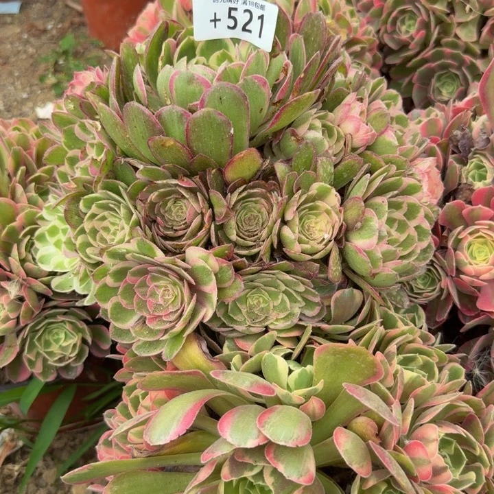 521。瑶光。多肉植物