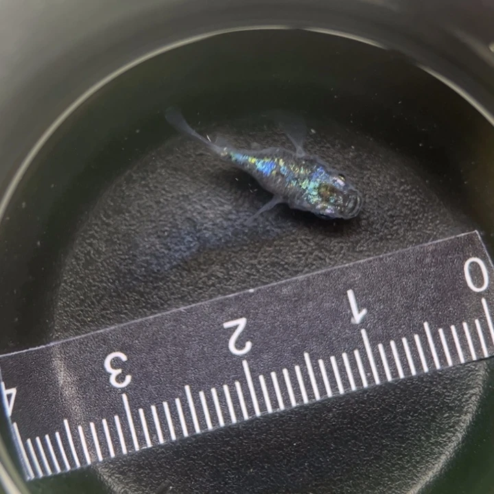 海水鱼海王星21号