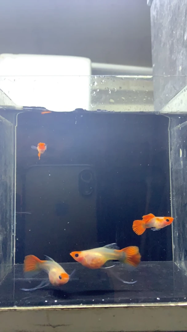 越南进口红头玻璃猫大C孔雀鱼，深海蓝贵族玻璃猫大C孔雀鱼