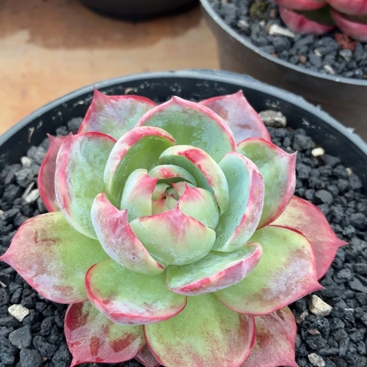 开播福利惊鸿仙子