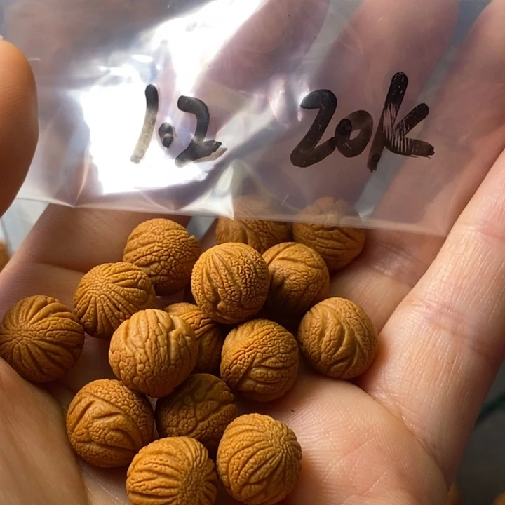 手串文玩核桃秦岭野生龙纹桃核12