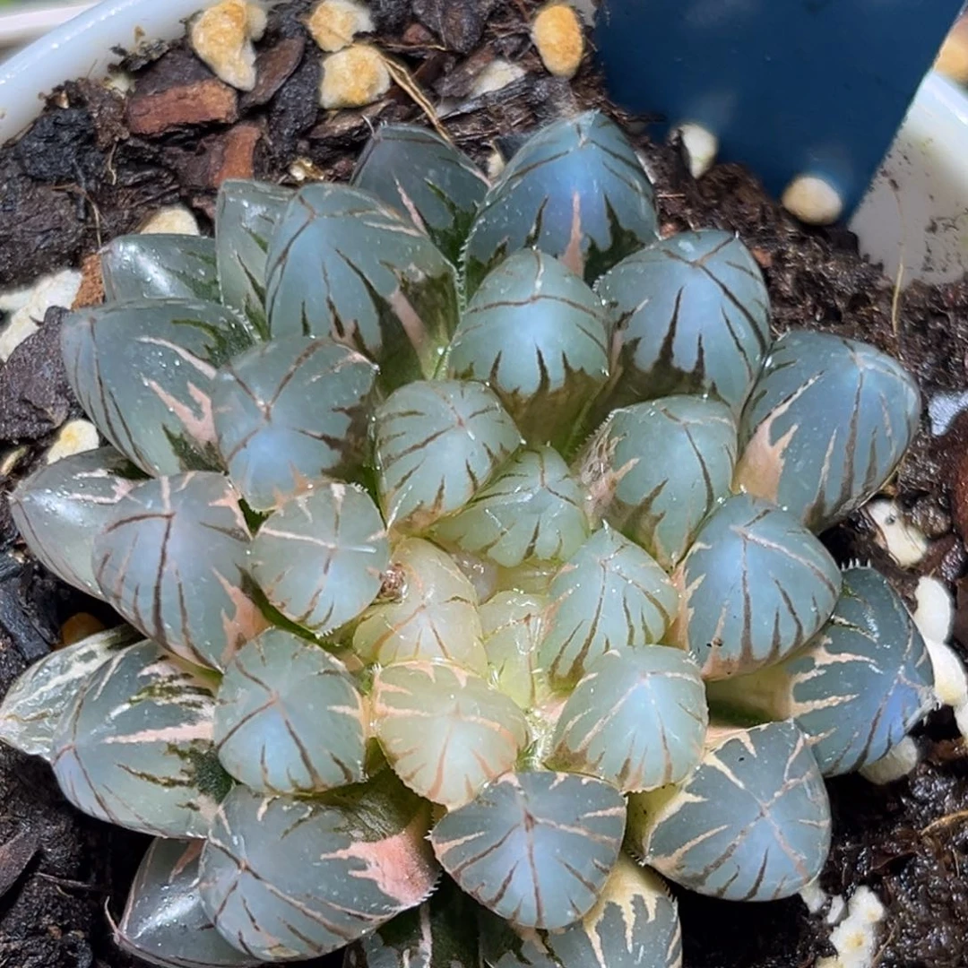 恭喜发财大吉大利0344霓虹灯