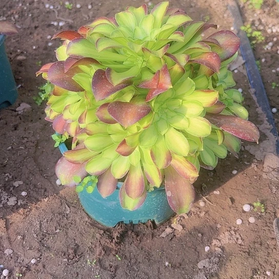 韶华一颗包邮福利