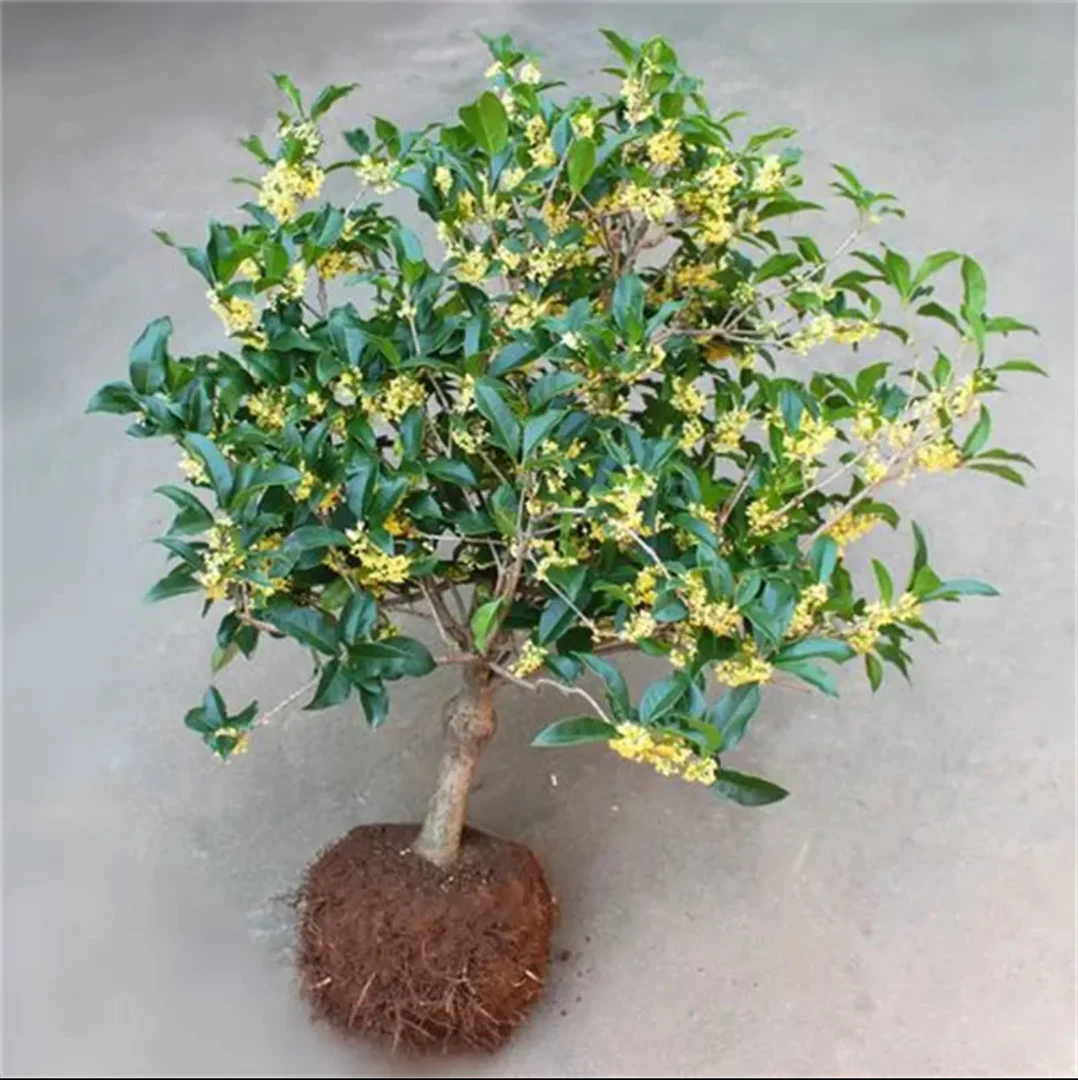 流苏嫁接桂花盆栽地栽成活率高南北方耐寒耐寒四季常青多季开花