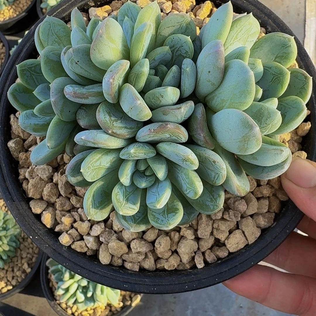 百达翡翠 一物一拍