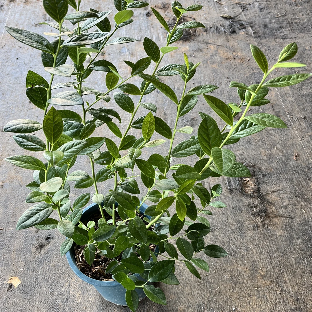 L29纯组培一加仑蓝莓盆栽，南方北方均可种植，原盆原土发货，包对版