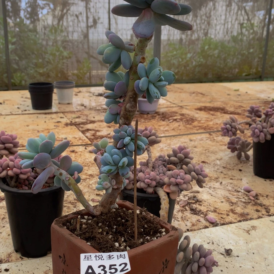 如*阁星悦主肉。     A252