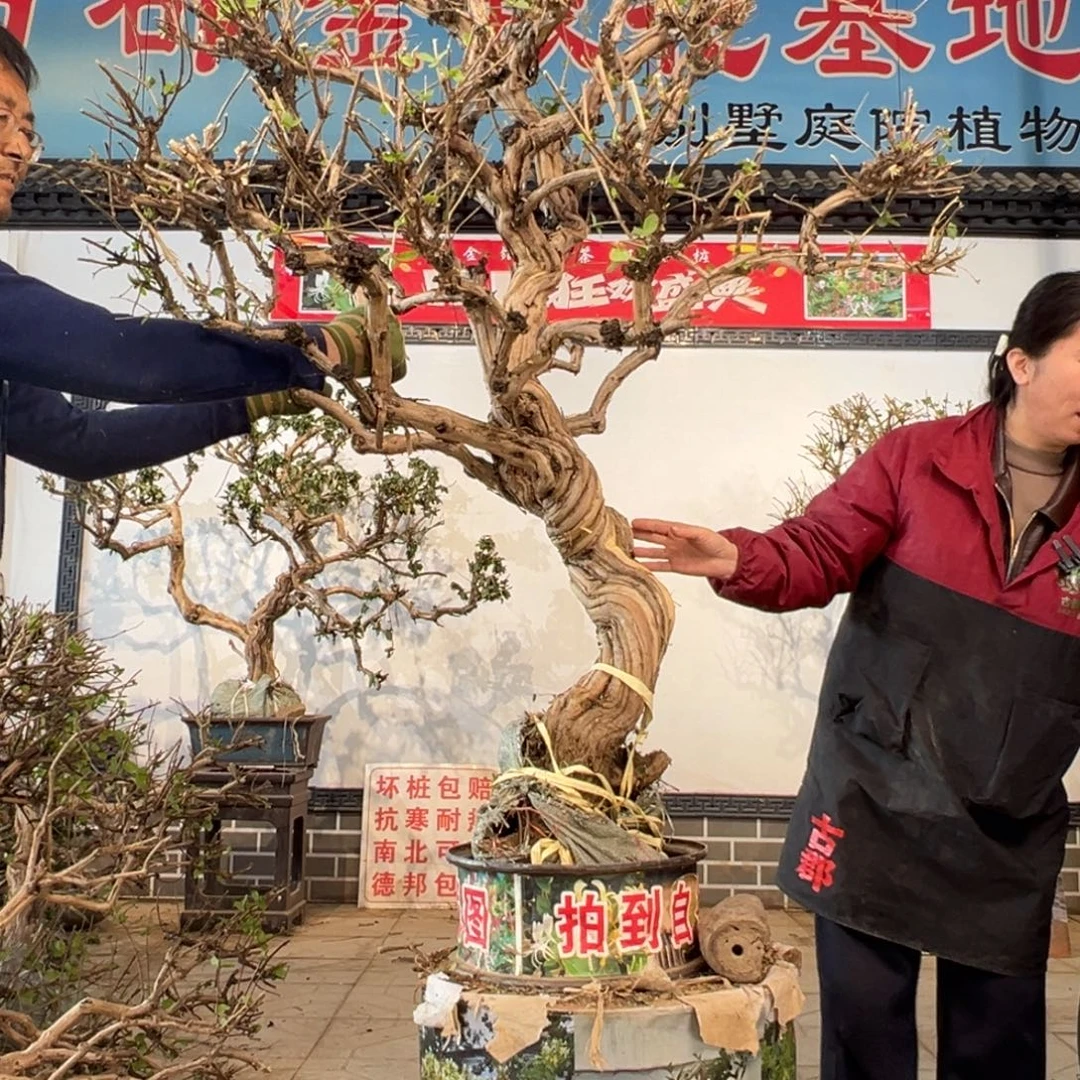 无花朵金银花66699969999
