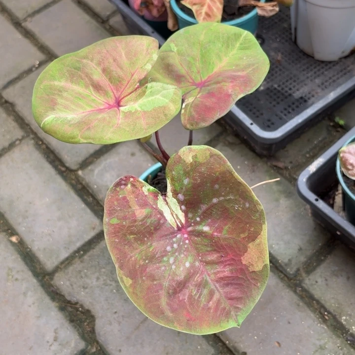 泰国彩叶芋03-0830