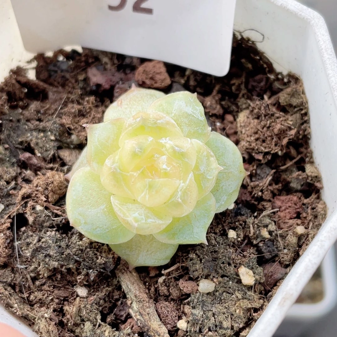 92号糖心冰心珍妮