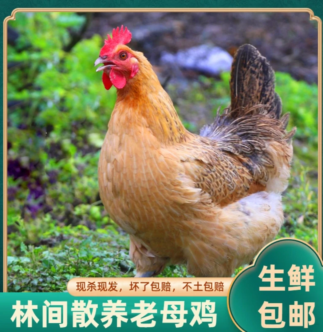 2年肥西黄油老母鸡土鸡农家散养走地鸡鸡汤煲汤农家土鸡散养土鸡