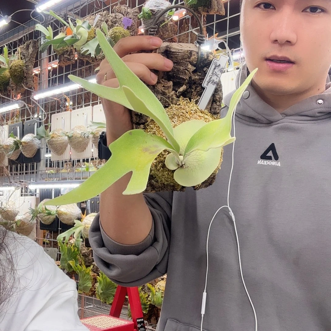 无花朵赛尔索鹿角蕨