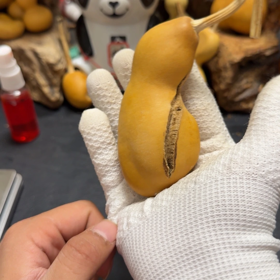 尚***猫66…………………………………………