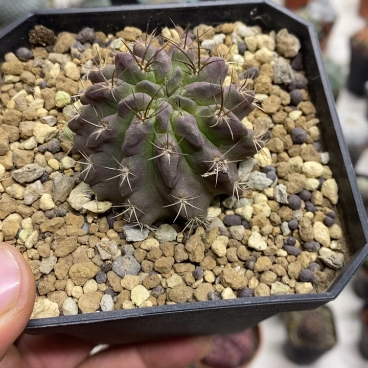 实生紫皮素妆玉特价