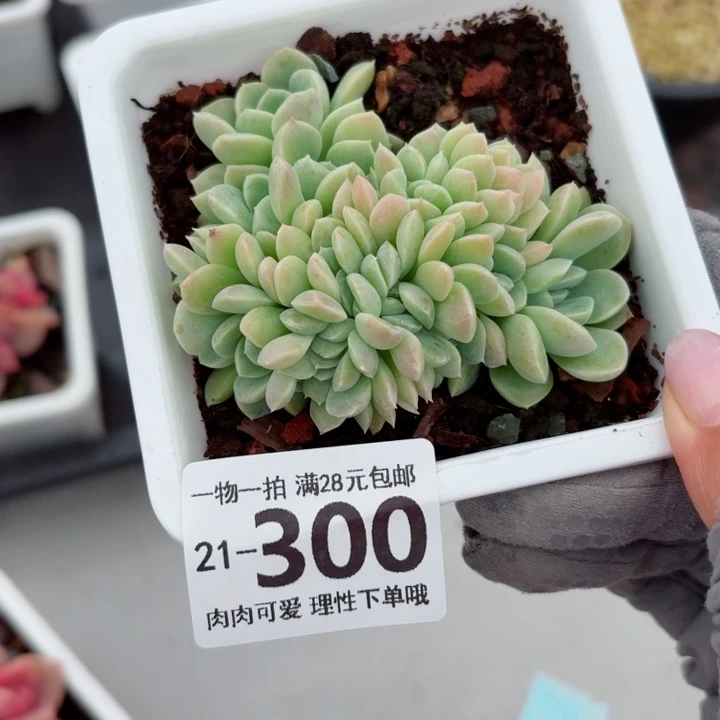 奶油美人缀化多肉多肉无盆土发货