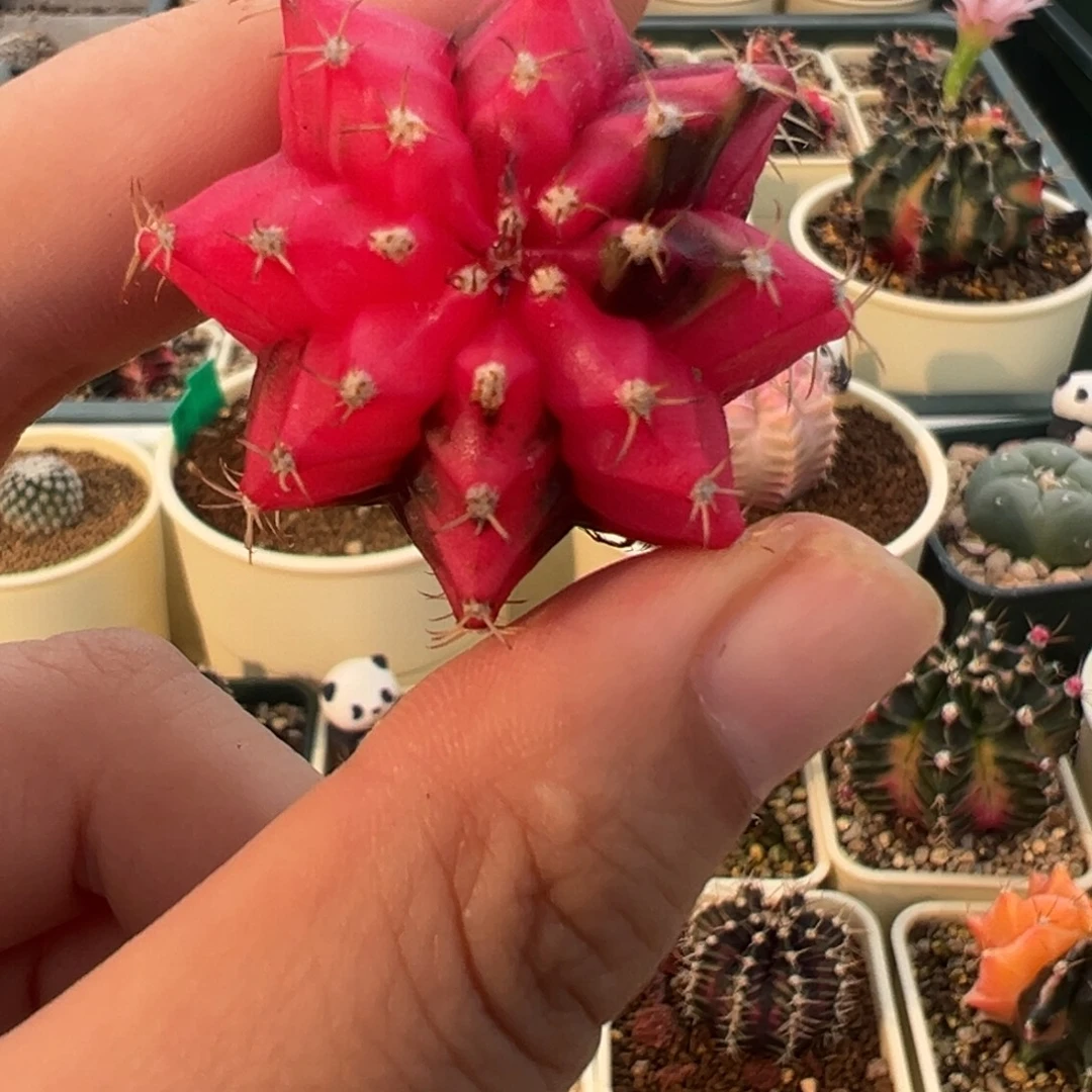 689 好看的米哈冲冲冲